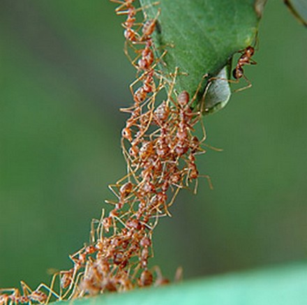 Humankind and the hive mind- Our collective&nbsp;future?